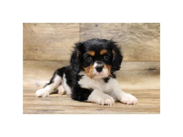 Cavalier King Charles Spaniel DOG Male Black Tan / White 10800 Petland Henderson, Nevada