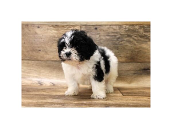 Teddy Bear DOG Female Black / White 10793 Petland Henderson, Nevada