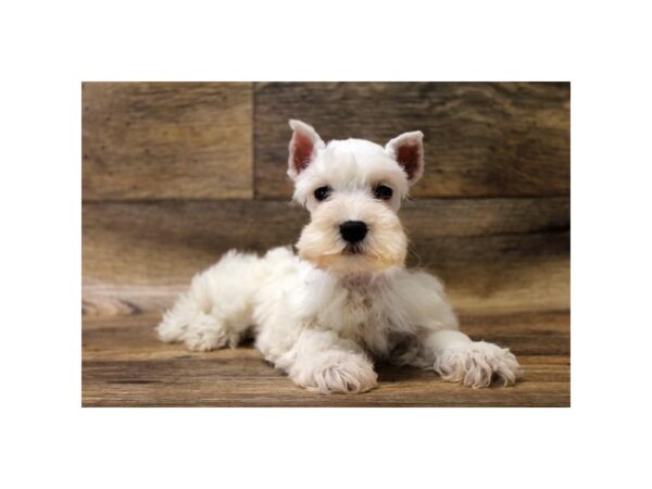 Miniature Schnauzer-DOG-Female-White-10798-Petland Henderson, Nevada