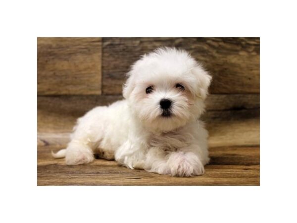 Maltese DOG Female White 10791 Petland Henderson, Nevada