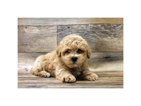 Maltipoo-DOG-Male-Red-10797-Petland Henderson, Nevada