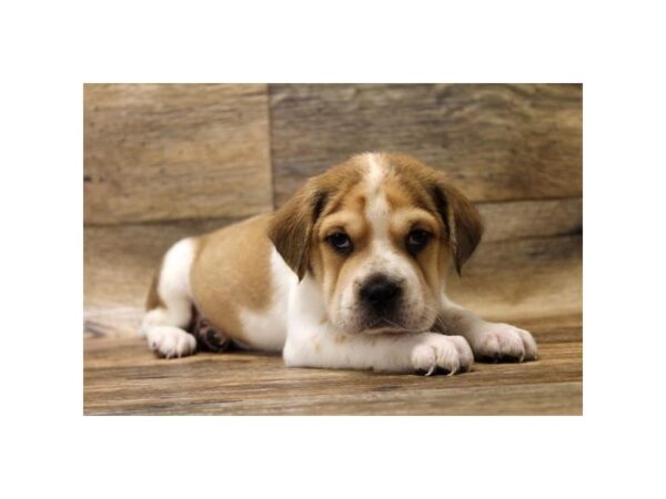 Ori Pei-DOG-Female-Fawn Sable-10796-Petland Henderson, Nevada