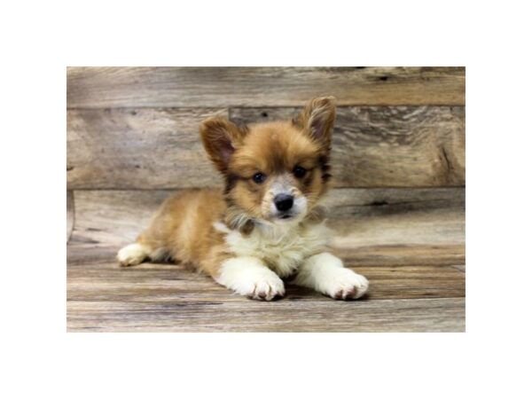 Pembroke Welsh Corgi DOG Male Sable / White 10799 Petland Henderson, Nevada