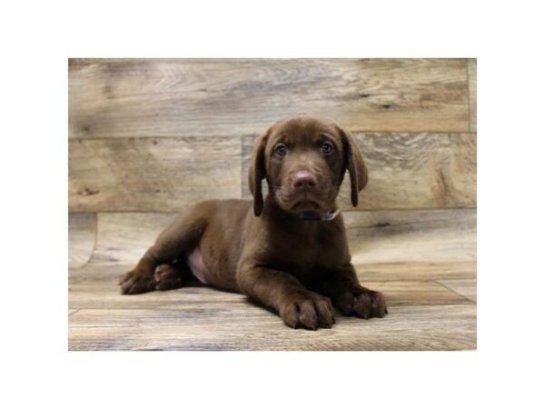 Labrador Retriever DOG Male Chocolate 10790 Petland Henderson, Nevada