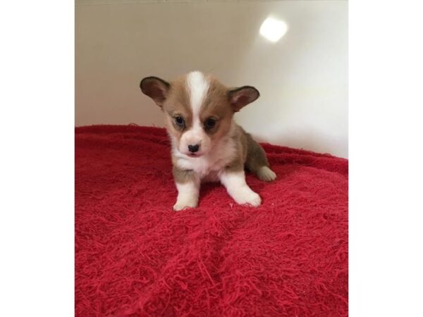 Pembroke Welsh Corgi DOG Female Sable / White 10802 Petland Henderson, Nevada