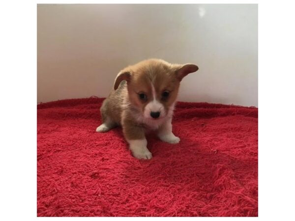 Pembroke Welsh Corgi DOG Female Sable / White 10803 Petland Henderson, Nevada