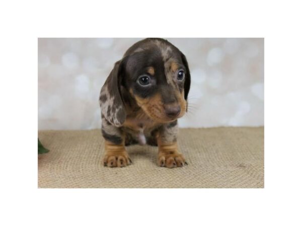 Dachshund DOG Male Chocolate 10801 Petland Henderson, Nevada