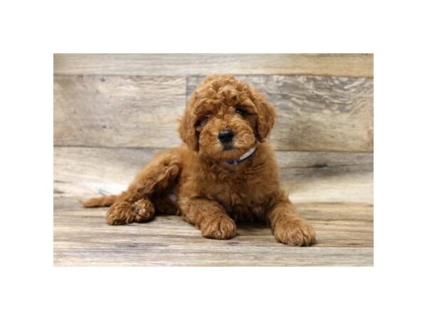 Goldendoodle Mini 2nd Gen-DOG-Male-Light Red-10795-Petland Henderson, Nevada