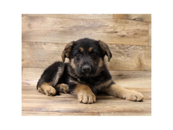 German Shepherd Dog DOG Male Black / Tan 10794 Petland Henderson, Nevada