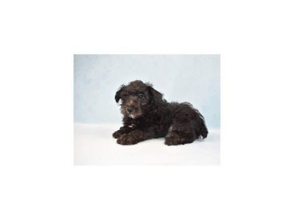 Schnoodle DOG Male Black 10815 Petland Henderson, Nevada