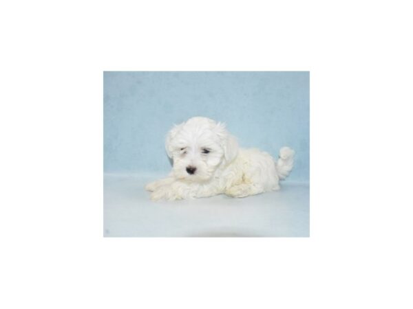 Maltese DOG Male White 10809 Petland Henderson, Nevada