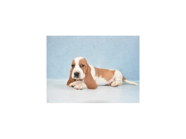 Basset Hound DOG Male Red and White 10805 Petland Henderson, Nevada