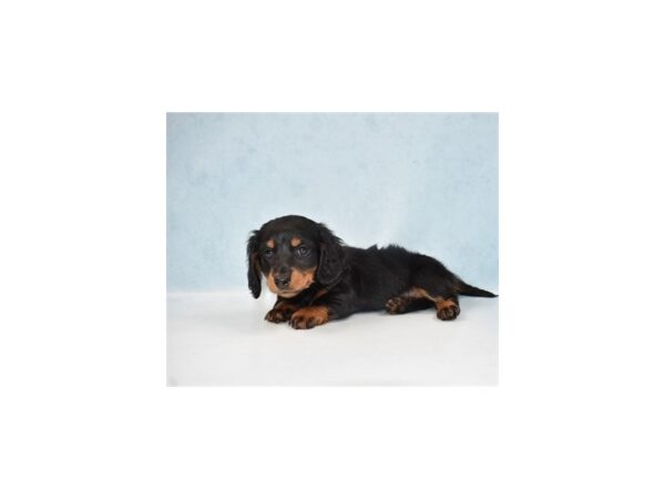 Dachshund DOG Male Black and Tan 10807 Petland Henderson, Nevada