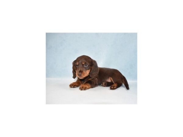 Dachshund DOG Female Chocolate and Tan 10808 Petland Henderson, Nevada