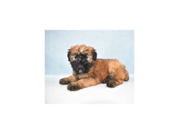 Soft Coated Wheaten Terrier DOG Male Wheaten 10811 Petland Henderson, Nevada