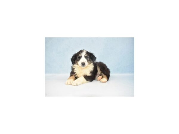 Miniature Australian Shepherd-DOG-Female-Black White and Brown-10813-Petland Henderson, Nevada