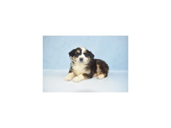 Miniature Australian Shepherd DOG Male Black White and Brown 10814 Petland Henderson, Nevada