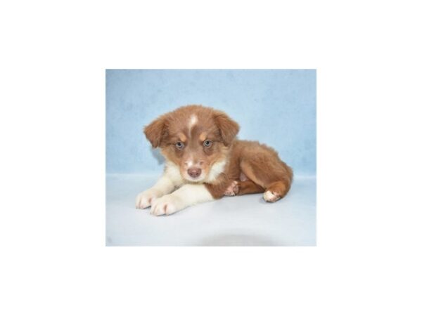 Australian Shepherd DOG Female Red 10804 Petland Henderson, Nevada