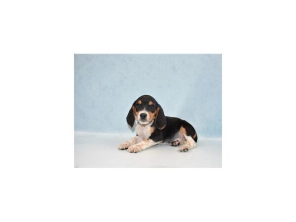 Beagle DOG Male Black Tan and White 10806 Petland Henderson, Nevada