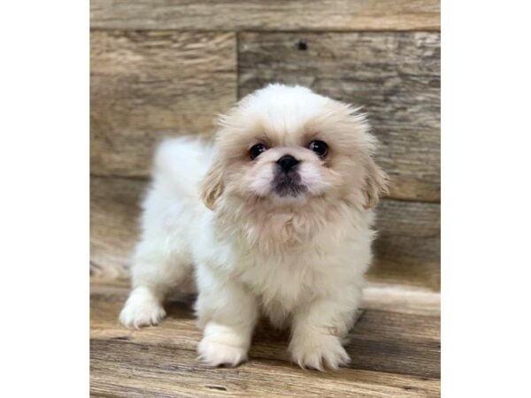 Pekingese DOG Male Cream 10816 Petland Henderson, Nevada