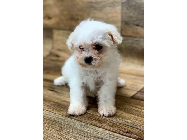 Maltese DOG Female White 10821 Petland Henderson, Nevada