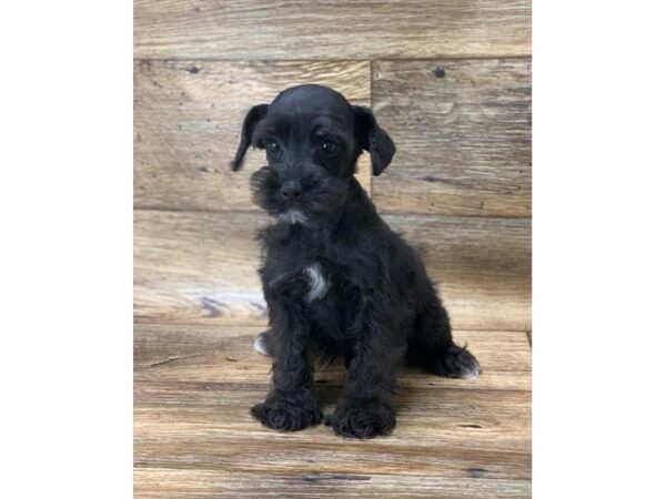 Schnoodle DOG Male Black 10825 Petland Henderson, Nevada