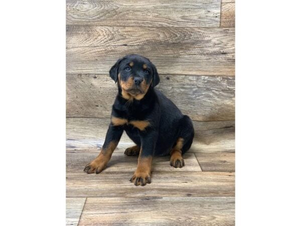 Rottweiler-DOG-Female-Black / Mahogany-10818-Petland Henderson, Nevada