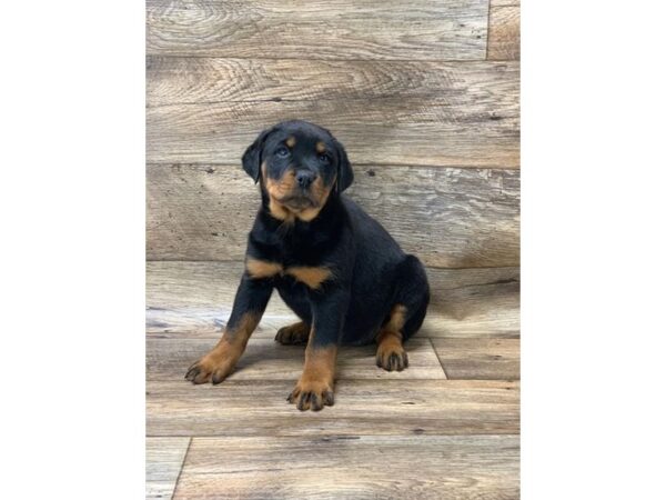 Rottweiler DOG Female Black / Mahogany 10818 Petland Henderson, Nevada