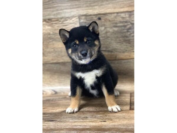 Shiba Inu DOG Female Black / Tan 10819 Petland Henderson, Nevada