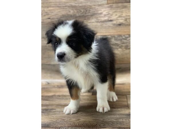 Australian Shepherd DOG Male Black Tan / White 10820 Petland Henderson, Nevada