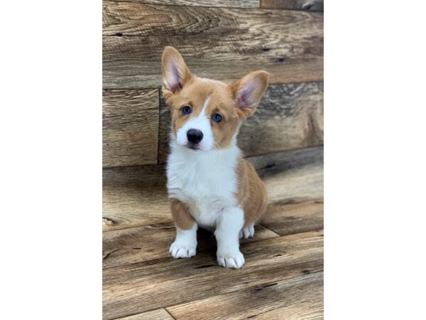 Pembroke Welsh Corgi DOG Male Sable / White 10817 Petland Henderson, Nevada