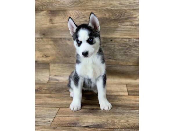 Siberian Husky-DOG-Female-Black / White-10822-Petland Henderson, Nevada