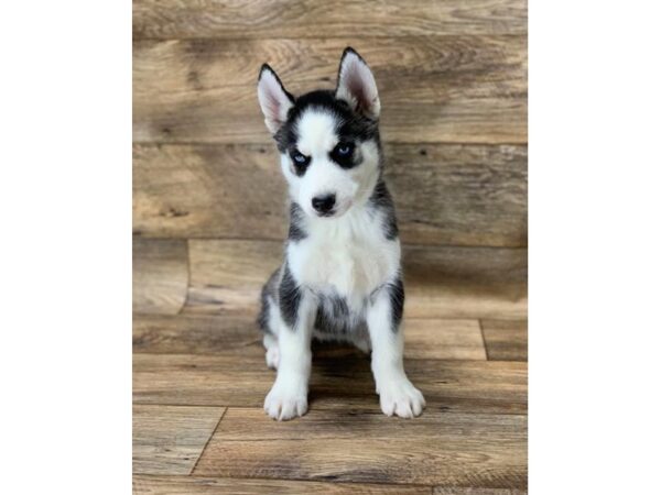 Siberian Husky DOG Female Black / White 10822 Petland Henderson, Nevada