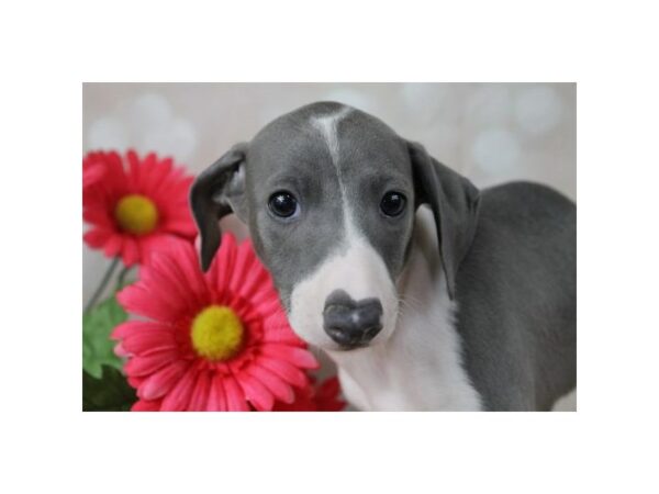 Italian Greyhound DOG Male Blue / White 10828 Petland Henderson, Nevada