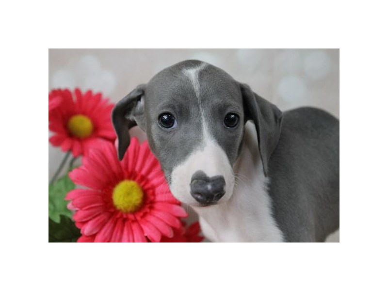 Blue and sales white italian greyhound