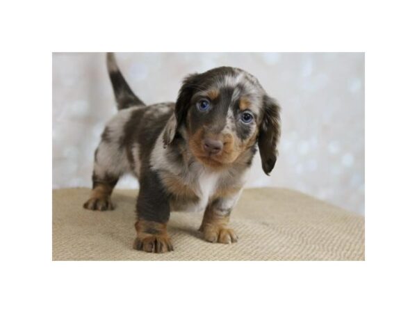 Dachshund DOG Male Chocolate 10827 Petland Henderson, Nevada