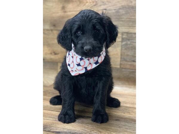 Double Doodle DOG Female Black 10826 Petland Henderson, Nevada