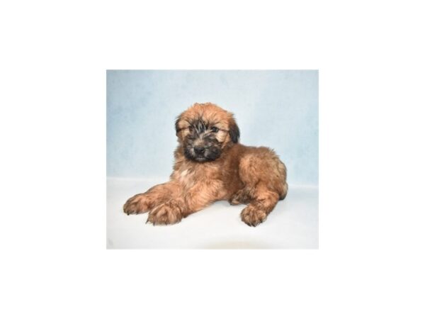 Soft Coated Wheaten Terrier-DOG-Male-Wheaten-10832-Petland Henderson, Nevada