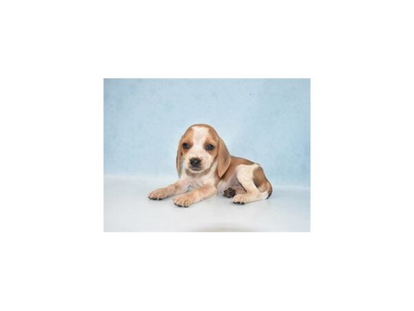 Beagle DOG Female Red Black and White 10830 Petland Henderson, Nevada