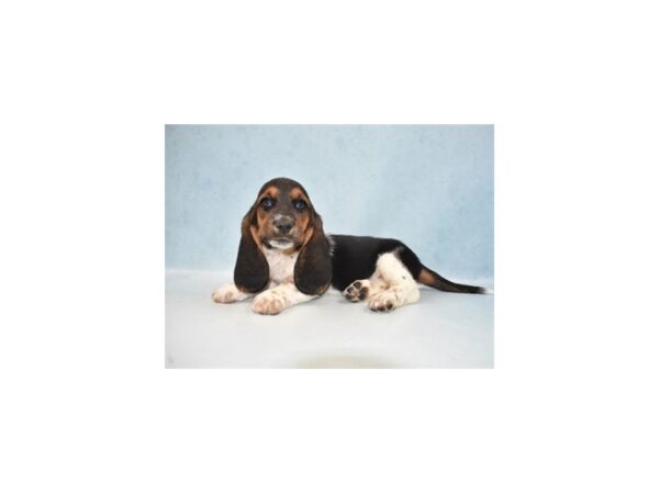 Basset Hound DOG Female Black Tan and White 10829 Petland Henderson, Nevada