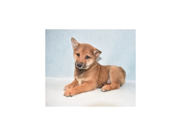 Shiba Inu DOG Male Red Sesame 10831 Petland Henderson, Nevada