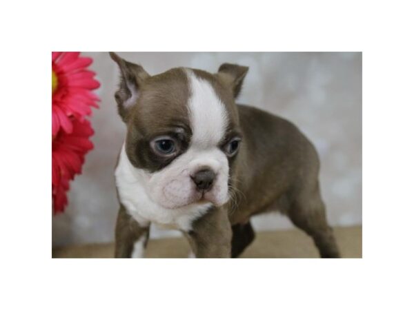 Boston Terrier DOG Male Red / White 10844 Petland Henderson, Nevada