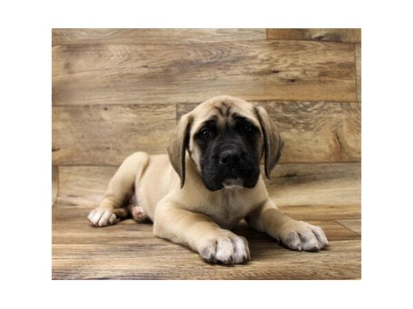 Mastiff-DOG-Female-Fawn-10842-Petland Henderson, Nevada