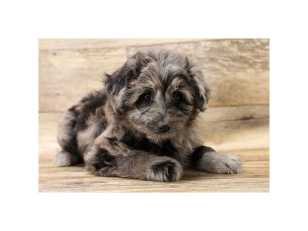 Pomapoo DOG Male Blue Merle 10836 Petland Henderson, Nevada