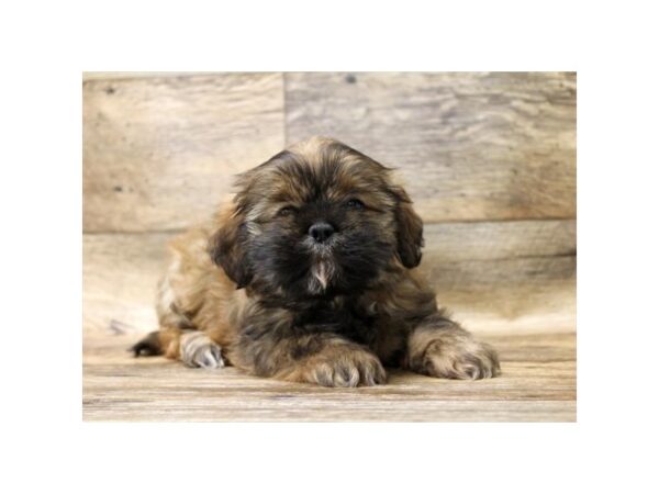 Lhasa Apso DOG Female Golden 10840 Petland Henderson, Nevada