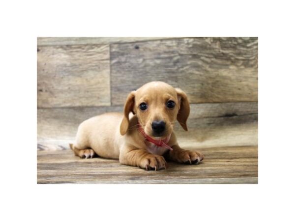 Dachshund DOG Male Red 10839 Petland Henderson, Nevada