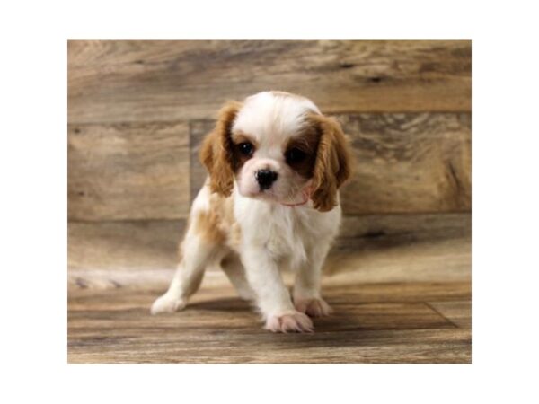 Cavalier King Charles Spaniel DOG Male Blenheim 10838 Petland Henderson, Nevada