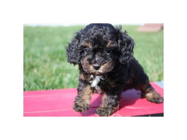 Poodle-DOG-Male-Black / Tan-10833-Petland Henderson, Nevada