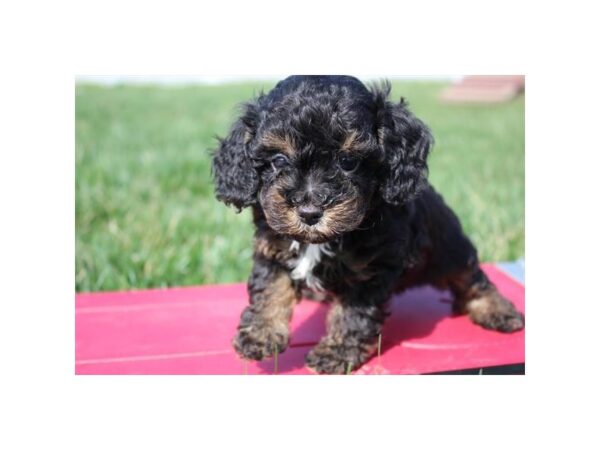 Poodle DOG Male Black / Tan 10833 Petland Henderson, Nevada