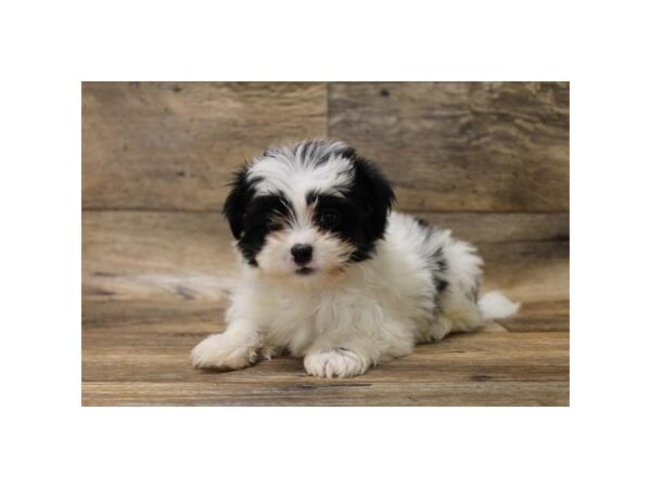 Japanese Chin/Maltese DOG Male Black / White 10835 Petland Henderson, Nevada